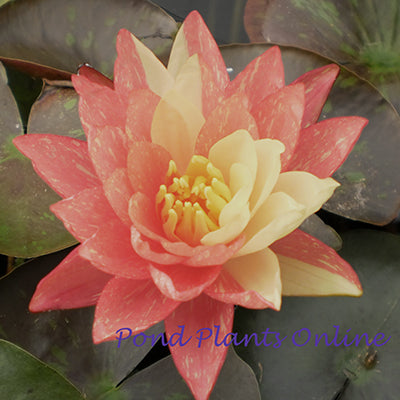 ともにゃん （WAGNUS. Water Lily） MME Ganna Walska Water Lily - Chalily Ponds & Gardens