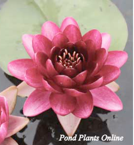 Almost Black Water Lily