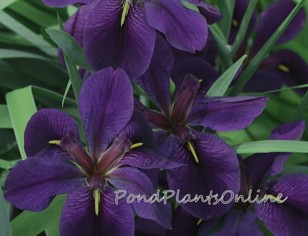 Black Gamecock | Purple Louisiana Iris – Pond PIants Online