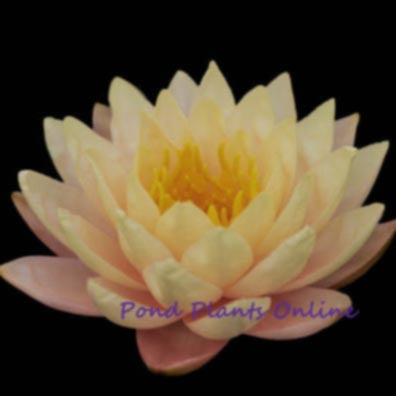 Blushing Bride | Hardy Water Lily