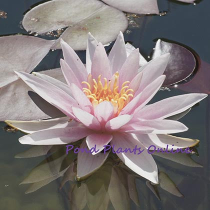 Fritz Junge | Hardy Water Lily