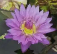 Lady BIue | Tropical Water Lily