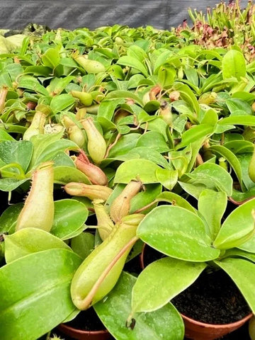 Pitcher Plant Nepenthes | Nepenthes sp.