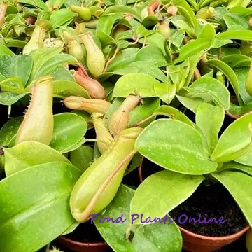 Pitcher Plant Nepenthes