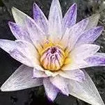 PurpIe Spray | Tropical Water Lily