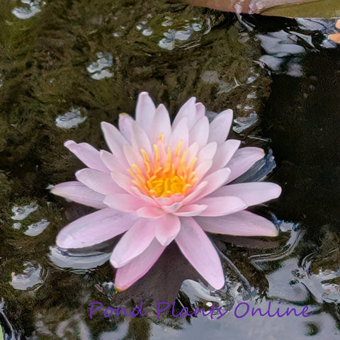 Pimkan | Hardy Water Lily