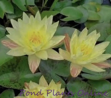 Paranee | Hardy Water Lily