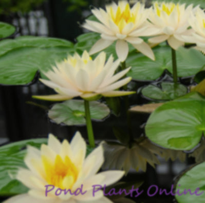 Peach Glow Hardy Water Lily