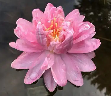 Pigeon Blood Hardy Water Lily