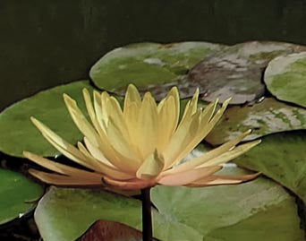Pin Waree | Yellow Hardy Water Lily