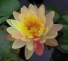 Pan Mongkol Hardy Water Lily