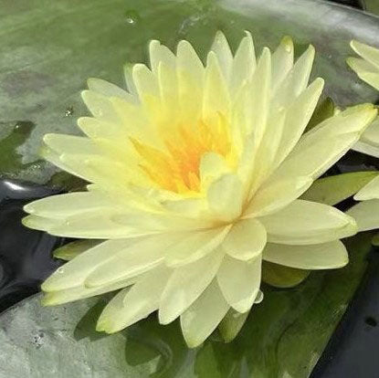Puttaraksa Water Lily | Hardy Water Lily