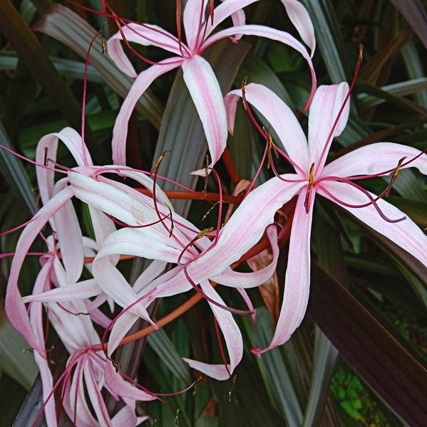 red and white crinum lily Red Bog Lily