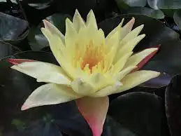 Siam Fantasy Hardy Water Lily