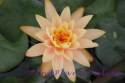 Siam Sunset | Hardy Lily