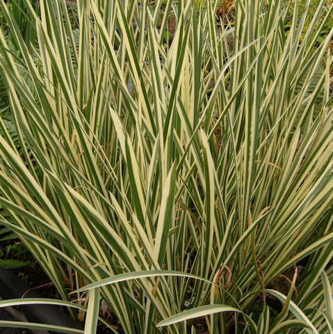 Variegated Sweet Flag | Available April 2025