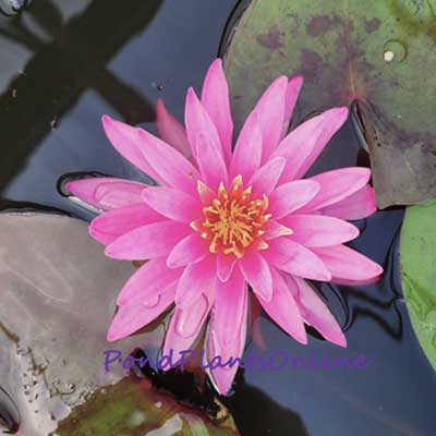 Tan-Khwan | Hardy Water Lily