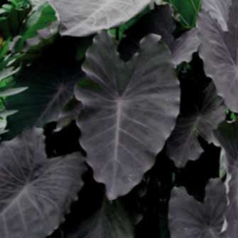 Colocasia esculenta 'Black Ruffles' Taro