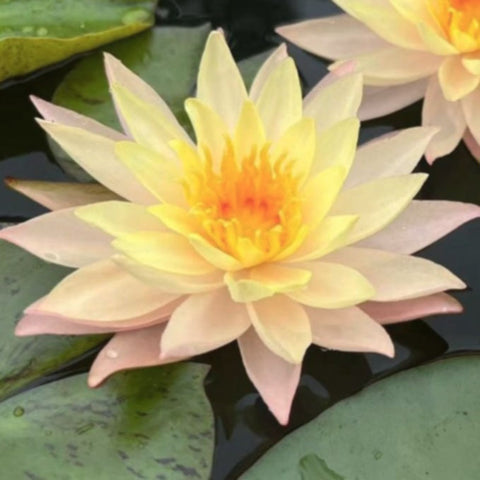 Sunset Glow | Hardy Water Lily