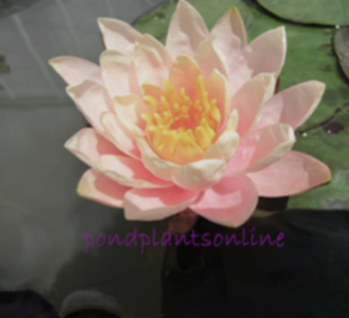 Patio Joe | Hardy Lily
