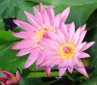 Pink Capensis | Tropical Water Lily
