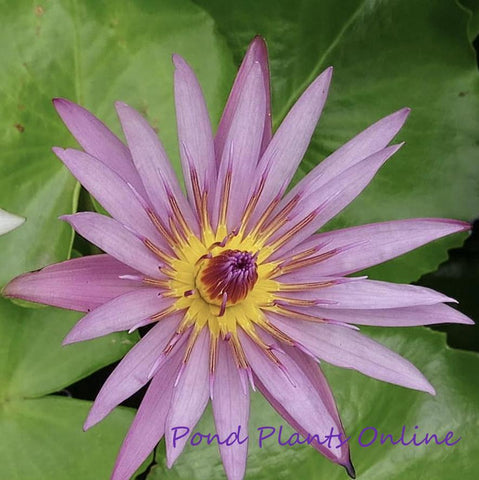 Pink Capensis | Tropical Water Lily