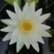 White MongkoI | Tropical Water Lily