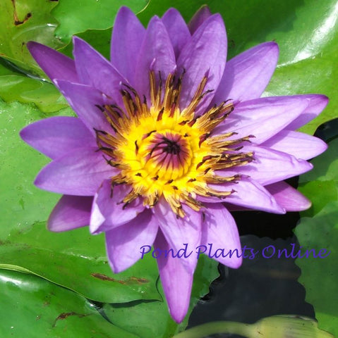 Purple Tropical Water Lily | Grower's Choice