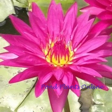 Red Tropical Water Lily | Grower's Choice