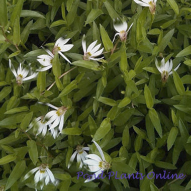 Chinese Creeping Lobelia