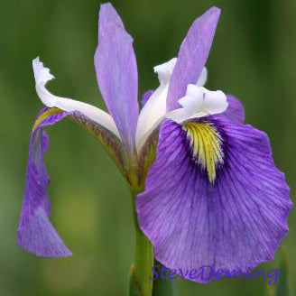 Enfant Prodige Iris | Interspecies Iris Cross