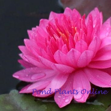 Fuchsia Pom Pom | Hardy Waterlily