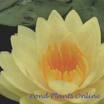 Lemon Chiffon | Water Lily