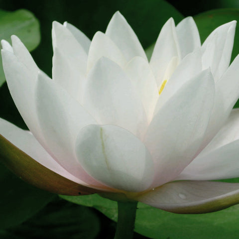 Marliac Carnea | Water Lily