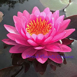 Miss Siam | Hardy Dark Pink WaterLily