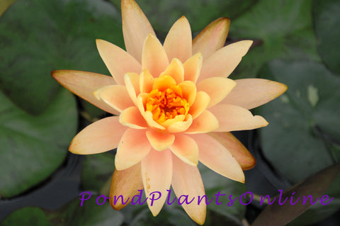 Siam Sunset | Peach Hardy WaterLily