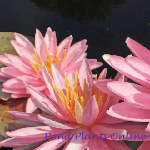 Sparkler Pink Hardy Water Lily