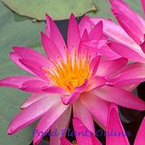 Pink Splash (Tropic Star) | Pink Water Lily