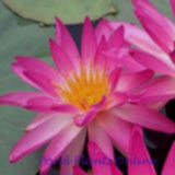 Pink Splash (Tropic Star) | Hardy Water Lily