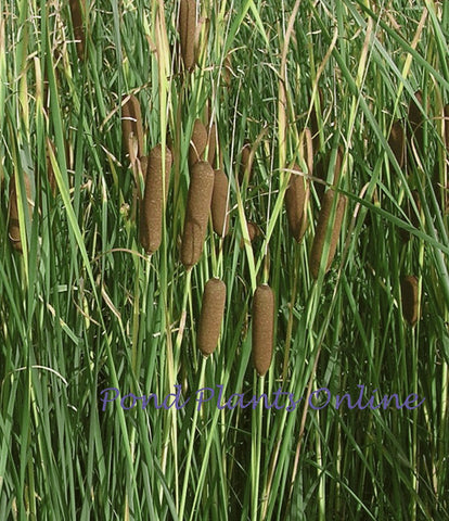 Graceful Cattail | Typha laxmannii