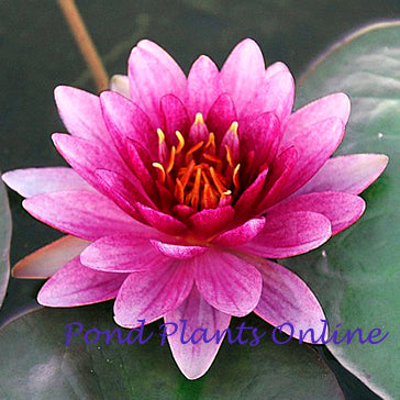 Perry's Super Red | Red Hardy Waterlily