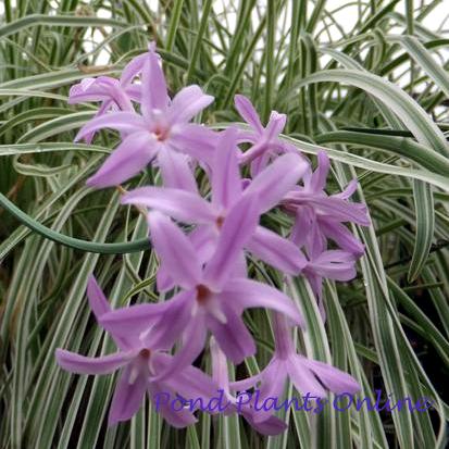 Variegated Society Garlic | Tulbaghia violacea variegata