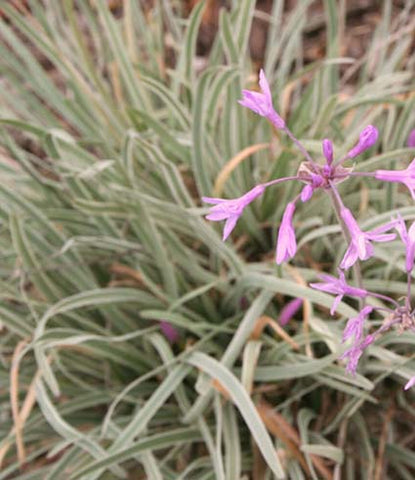 Variegated Society Garlic | Tulbaghia violacea variegata