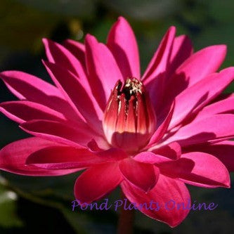 Antares | Red Night Blooming Tropical Water Lily