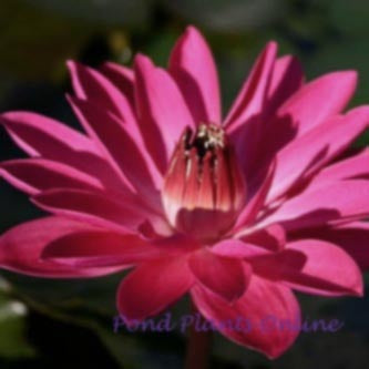 Antares | Red Night Blooming Tropical Lily