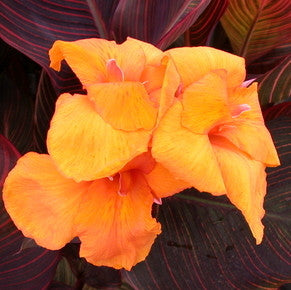 African Sunset | Variegated Canna
