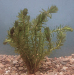 Anacharis | Elodea | Egeria Densa