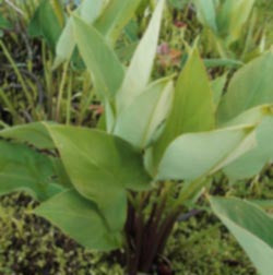 Arrow Arum | Peltandra virginica