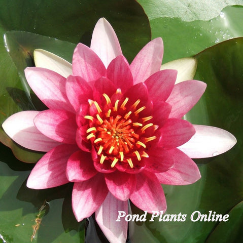 Attraction | Red Hardy Water Lily