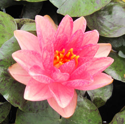 Berit Strawn | Peachy-Pink Hardy WaterLily